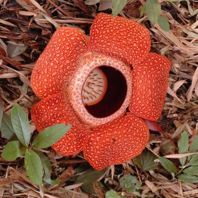 Rafflesia Keithii Flower Wikimedia Commons cc Steve Cornish Rafflesia Keithii Flower Wikimedia Commons cc Steve Cornish