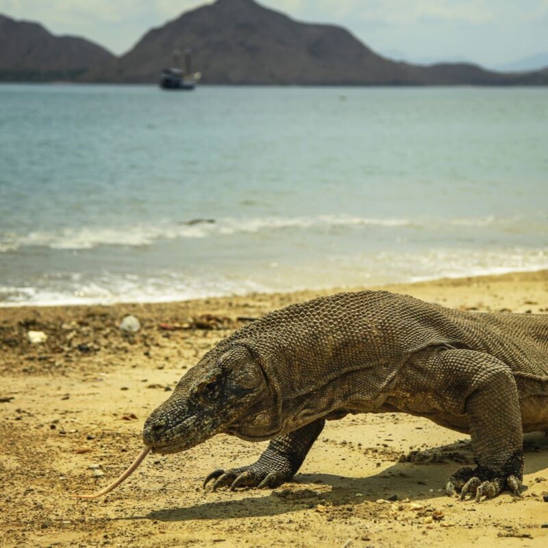 Indonesia - Komodo dragon square