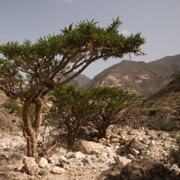 Oman Frankincense Tree - Square - iStock-151529199